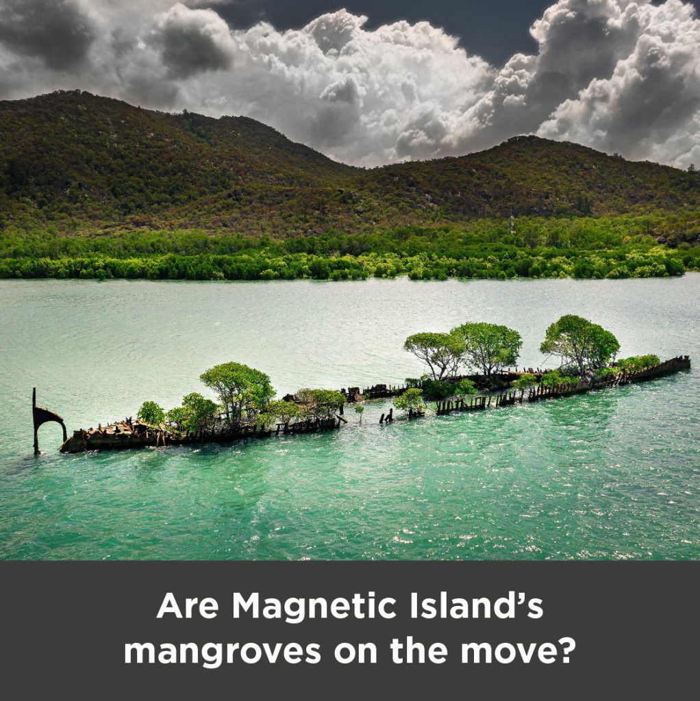 Mangroves on wreck off island